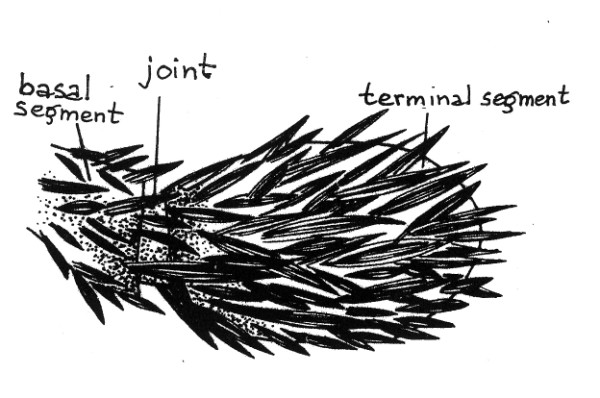 Labial palpus of brachypterous female of Acentria ephemerella (Pyralidae, after Berg, 1941).